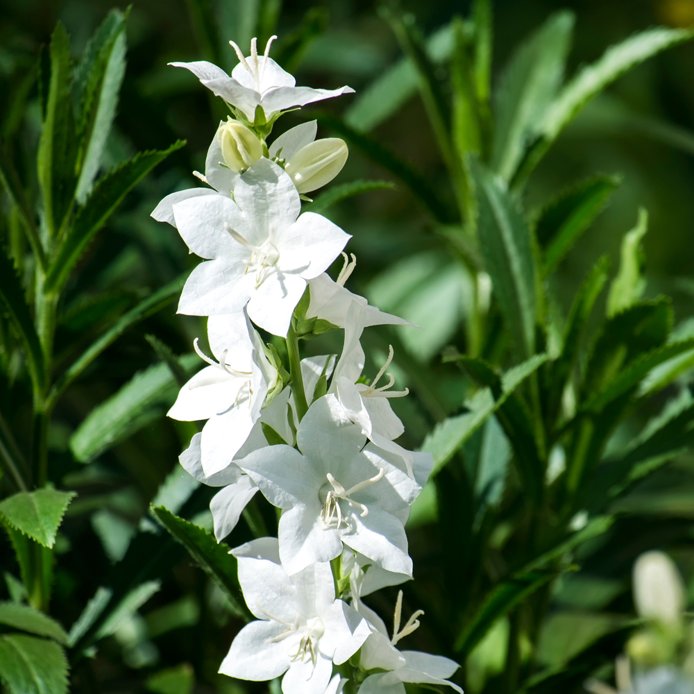 Campanula Glomerata Alba Leafwise