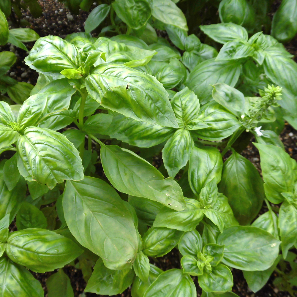 Ocimum Basilicum Sweet Basil Leafwise