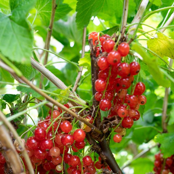 Ribes rubrum 'Rovada' [Redcurrant]