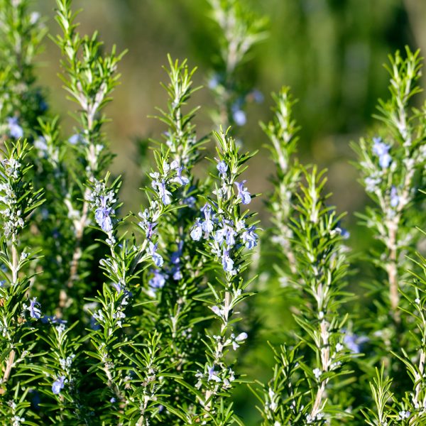 Rosmarinus officinalis 'Sudbury Blue' [Rosemary]