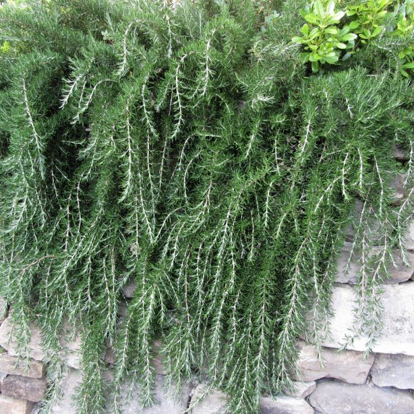 Rosmarinus officinalis [Trailing Rosemary]