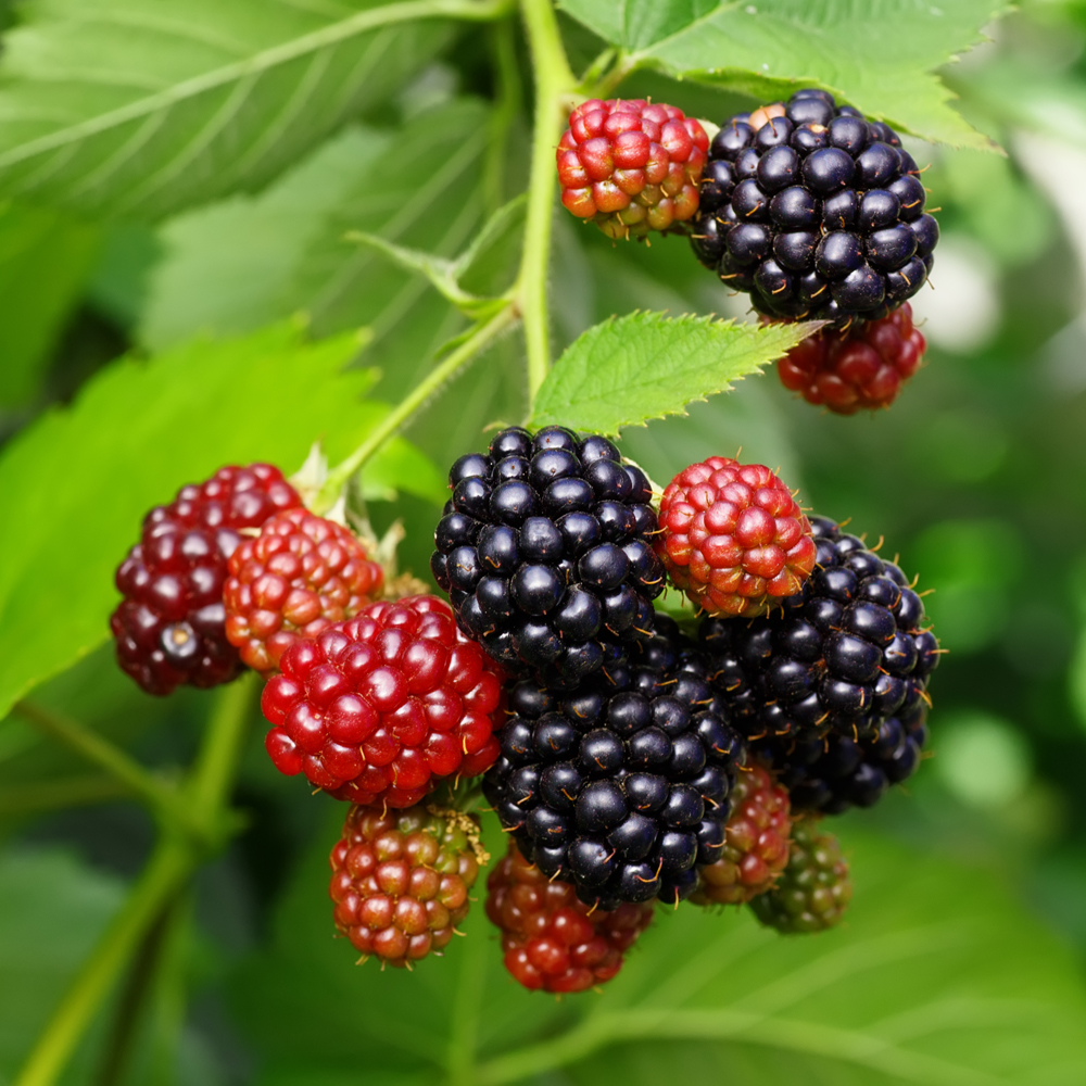 Rubus fruticosus 'Reuben' [Blackberry] - Leafwise