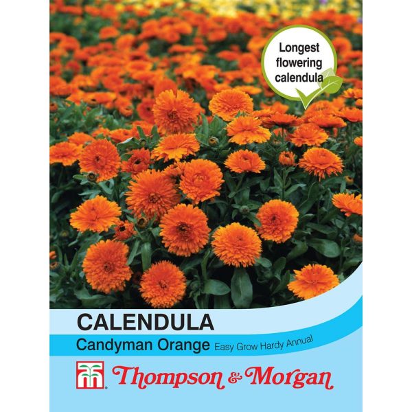 Thompson & Morgan Calendula Candyman Orange Seeds