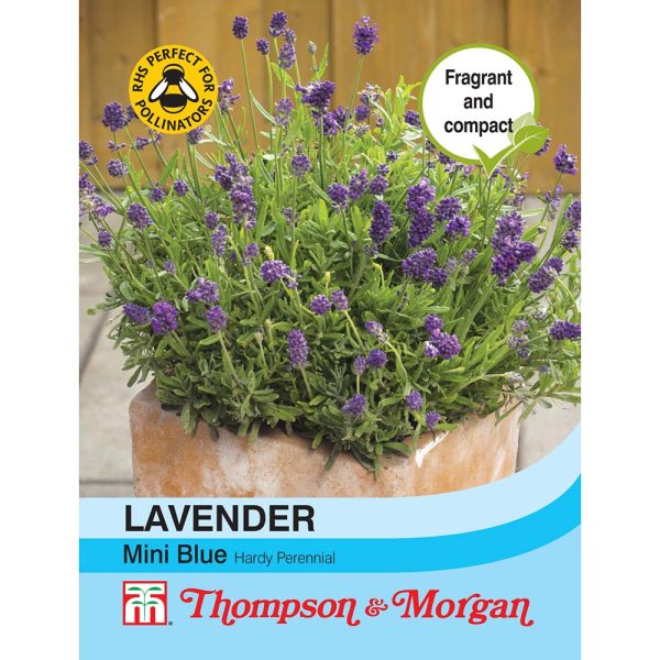 Thompson & Morgan Lavender Mini Blue Seeds