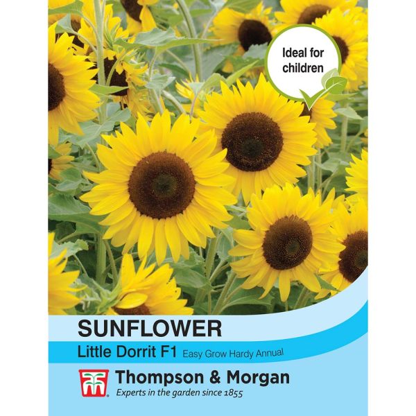 Thompson & Morgan Sunflower Little Dorrit F1 Hybrid Seeds