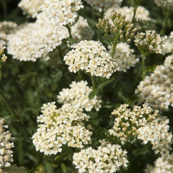 Achillea 'Desert Eve Cream'