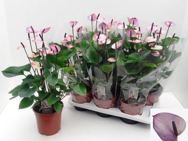 Anthurium andraeanum 'Purple Love'