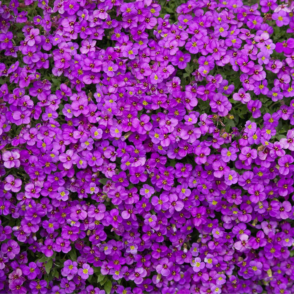 Aubrieta 'Axcent Deep Purple' [Axcent Series] - Leafwise