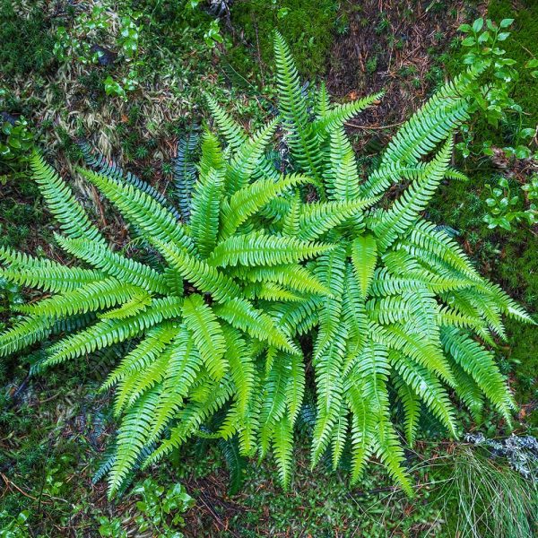 Blechnum spicant