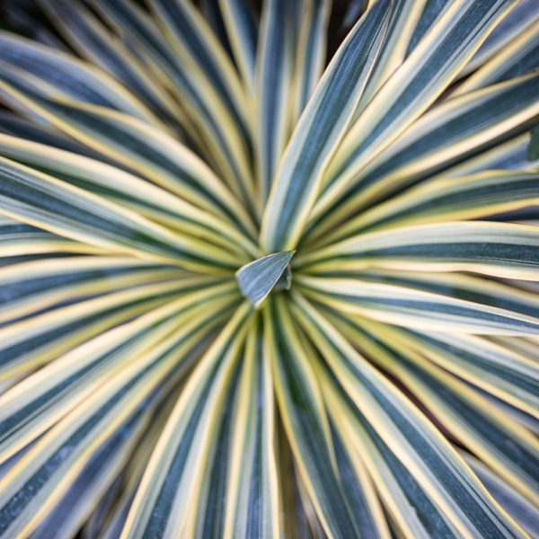 Cordyline 'Torbay Dazzler'