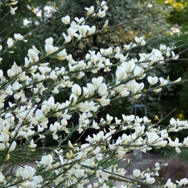 Cytisus x praecox 'Albus'