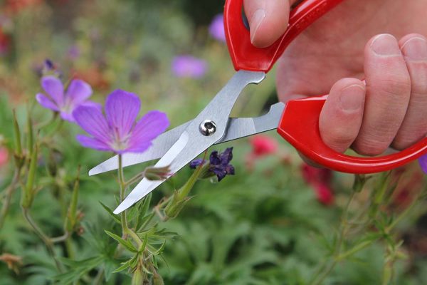 Darlac Standard Scissors