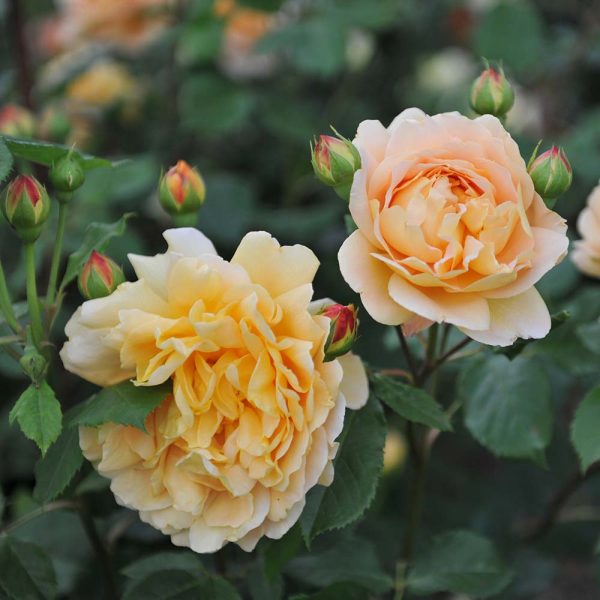 David Austin Roses 'Golden Celebration'