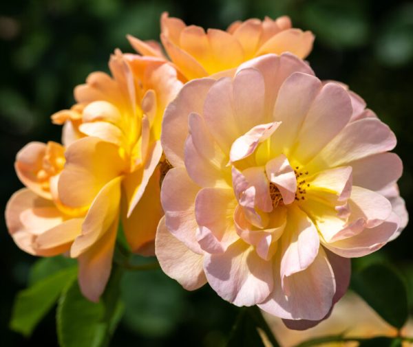 David Austin Roses 'The Lark Ascending'