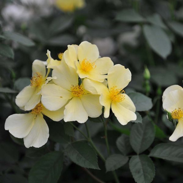 David Austin Roses 'Tottering by Gently'