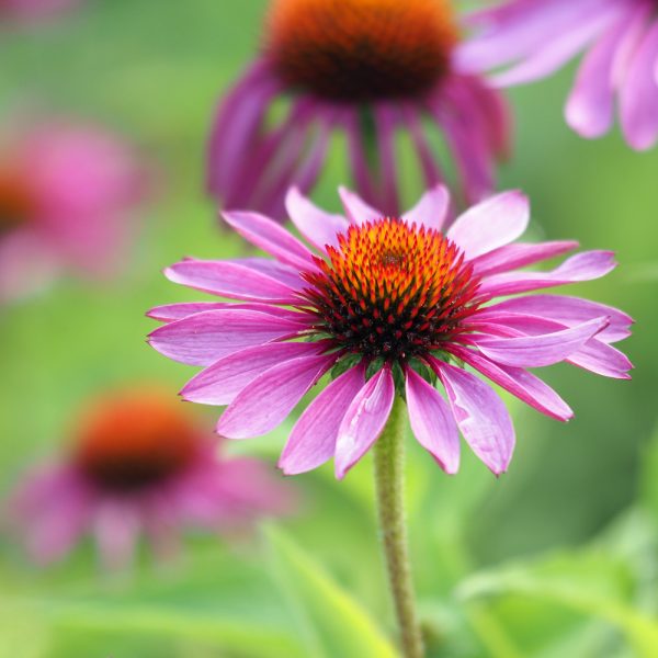 Echinacea purpurea