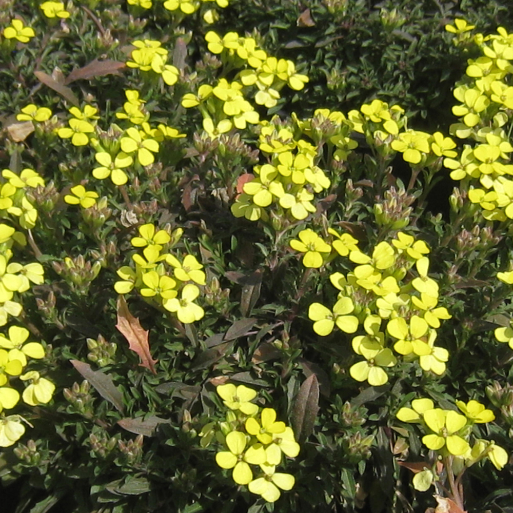 Erysimum Golden Jubilee Leafwise