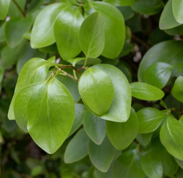 Griselinia littoralis 'Green Horizon' - Leafwise