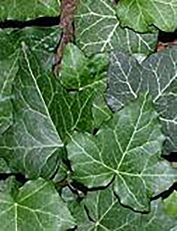 Hedera helix Hibernica