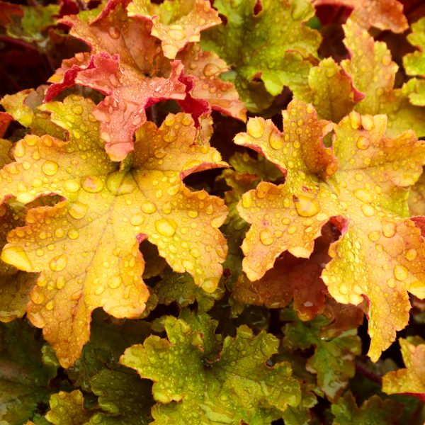 Heuchera 'Marmalade'