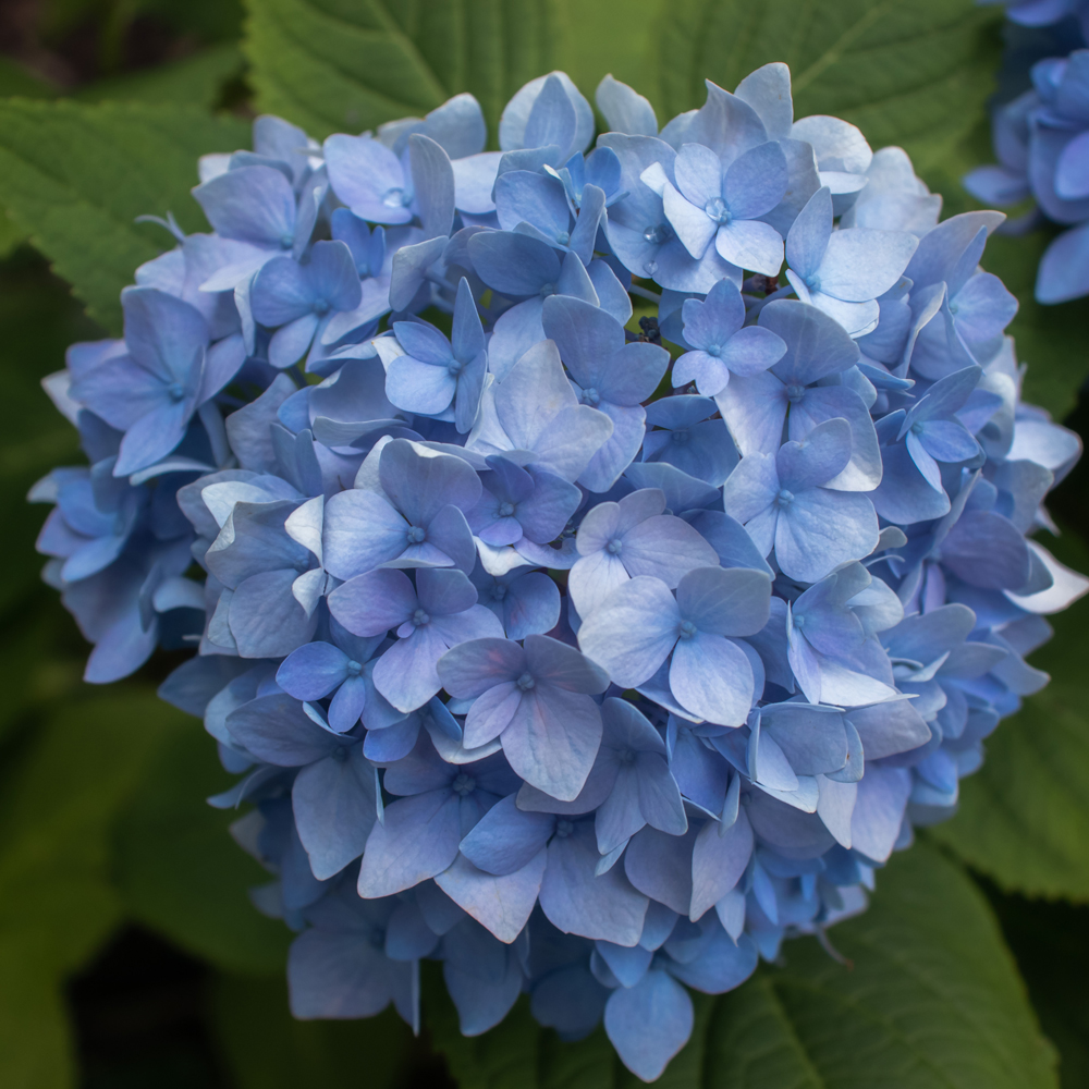 Hydrangea macrophylla 'Early Blue' - Leafwise