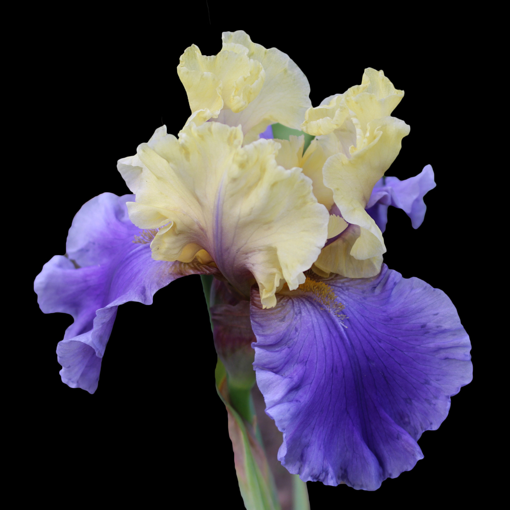 Iris germanica Edith Wolford Leafwise