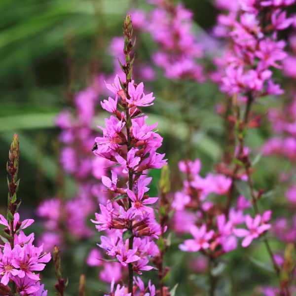 Lythrum virgatum 'Dropmore Purple'