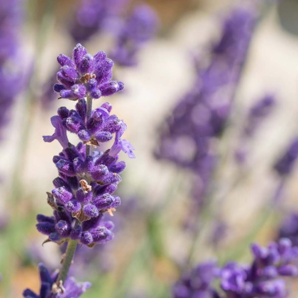 Lavandula angustifolia 'Blue Scent' - Leafwise