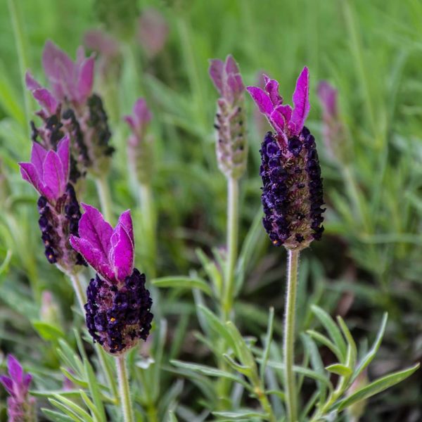 Lavandula stoechas 'Deep Purple' [Javelin Forte Series]