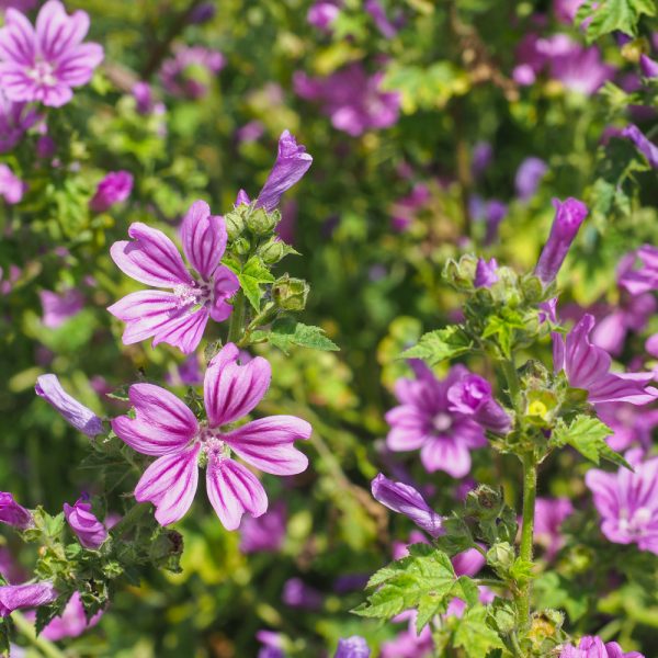 Malva sylvestris 'Zebrina'