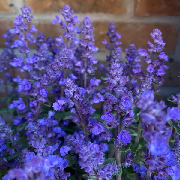 Nepeta 'Cat's Pajamas'