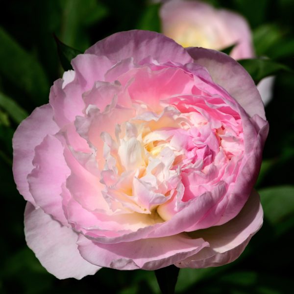 Paeonia 'Shirley Temple'