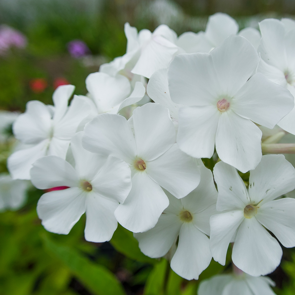 Phlox 'Rembrandt' - Leafwise