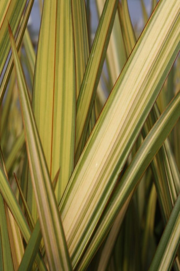 Phormium 'Apricot Queen'