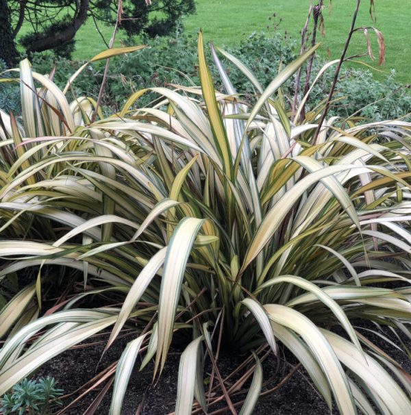 Phormium 'Cream Delight' - Leafwise