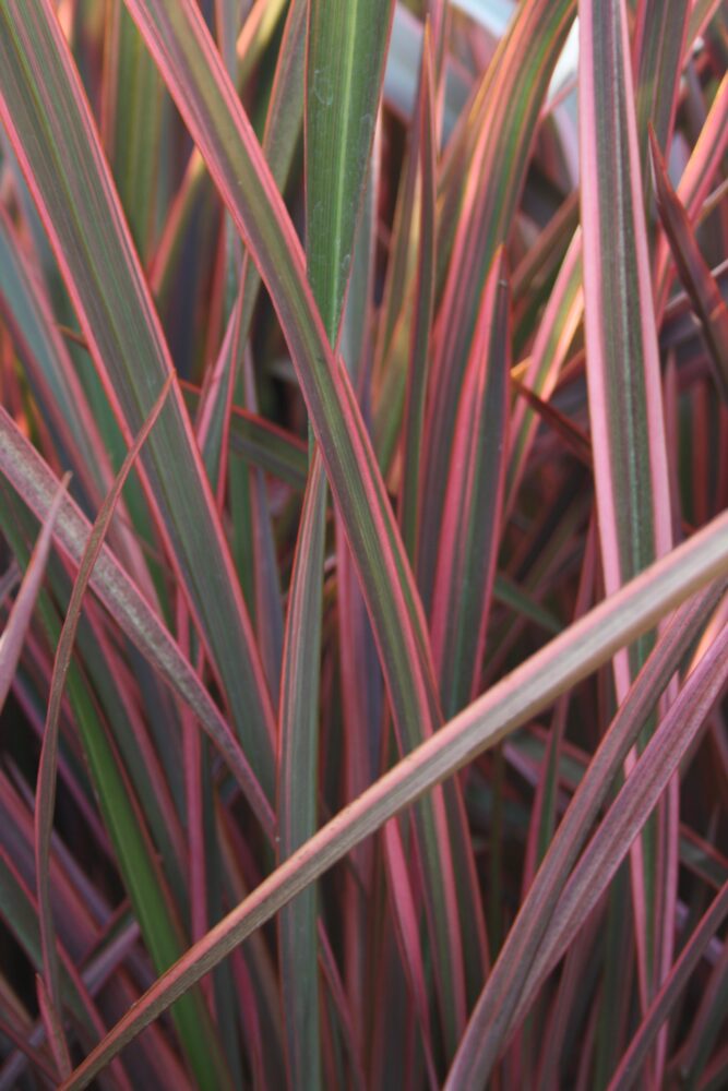 Phormium 'Joker' - Leafwise