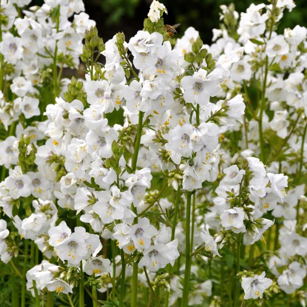 Polemonium caeruleum 'Alba'