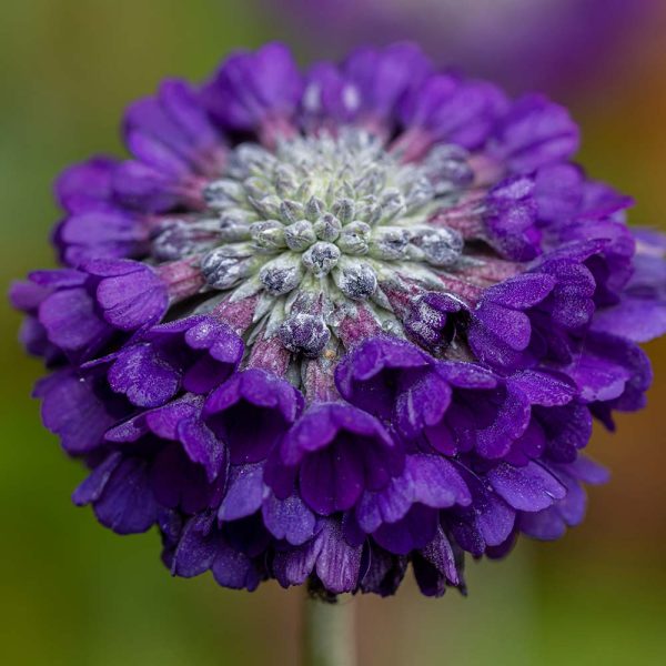 Primula capitata 'Noverna'