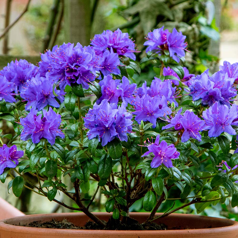 Rhododendron Gristede Leafwise