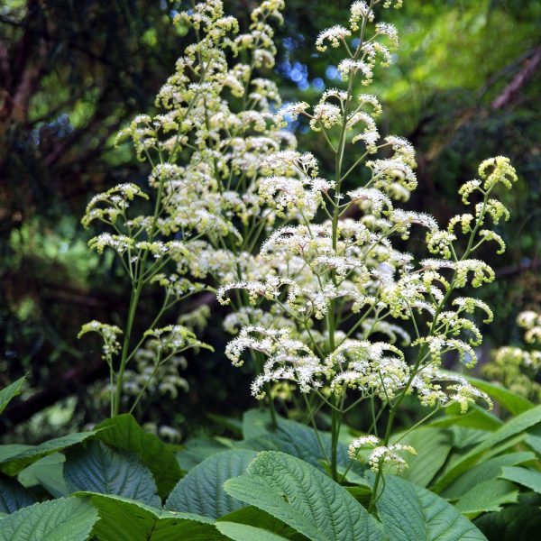 Rodgersia pinnata 'Alba'