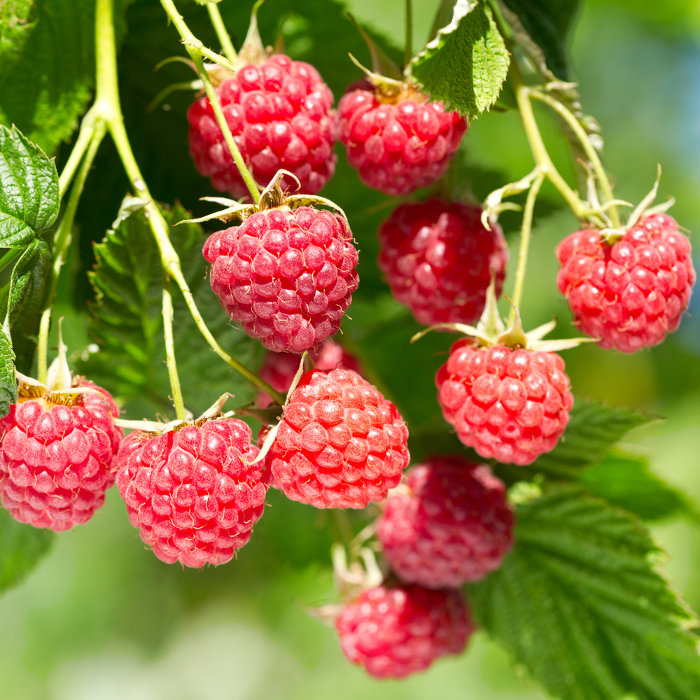 Rubus idaeus 'Glen Ample' - Leafwise