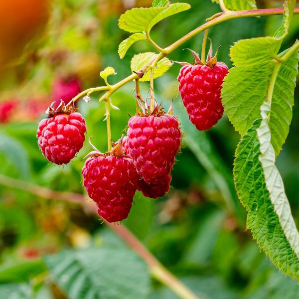 Rubus idaeus 'Glen Clova' - Leafwise