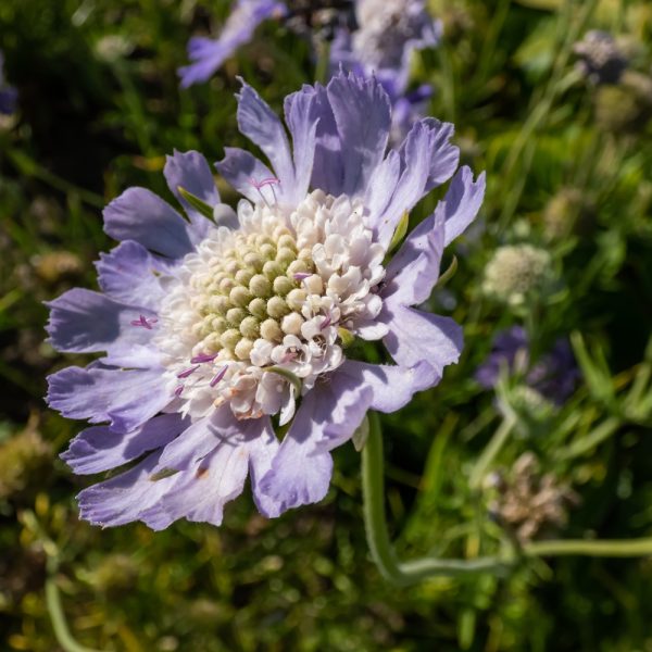 Scabiosa caucasica 'Perfecta'