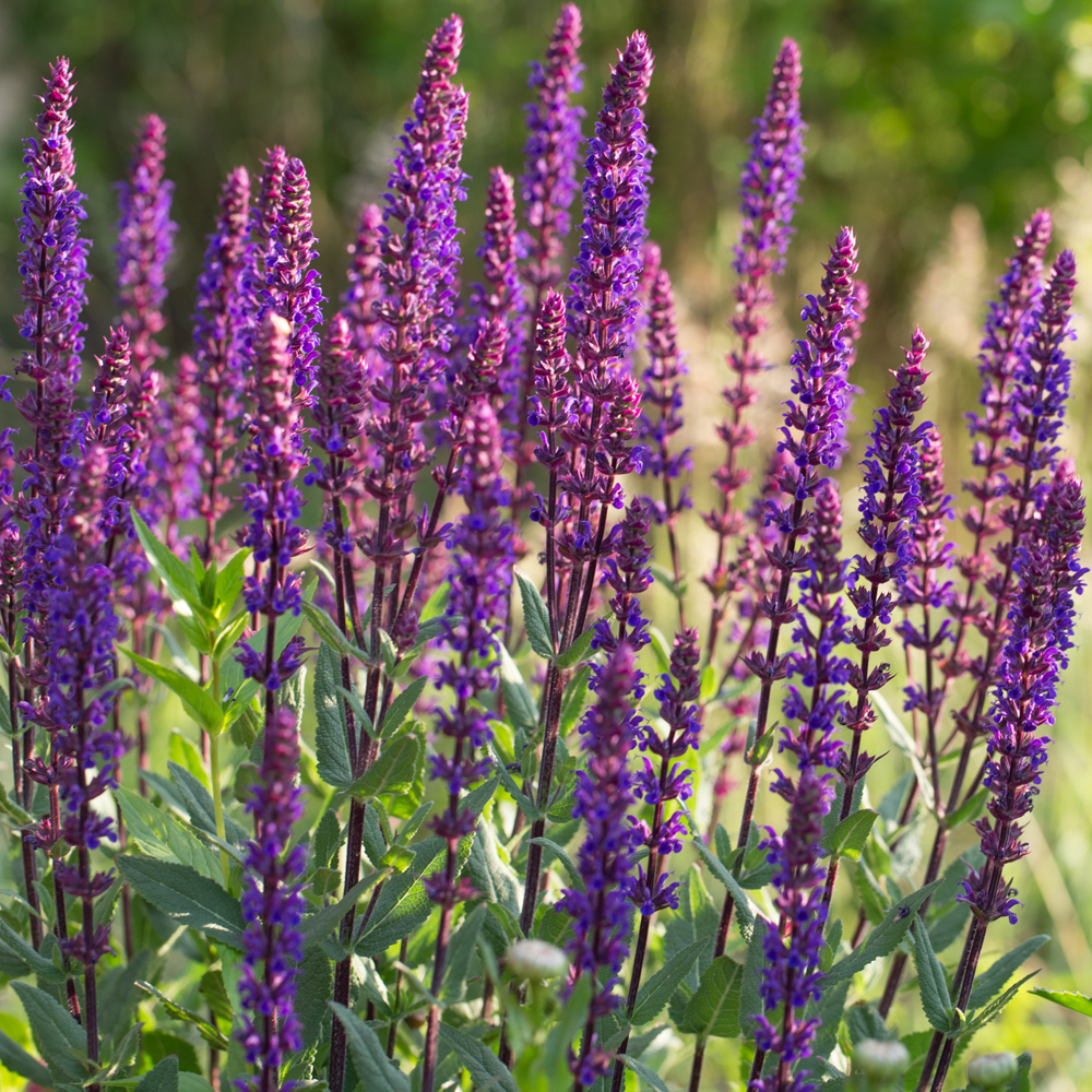 Salvia nemerosa 'Caradonna' - Leafwise