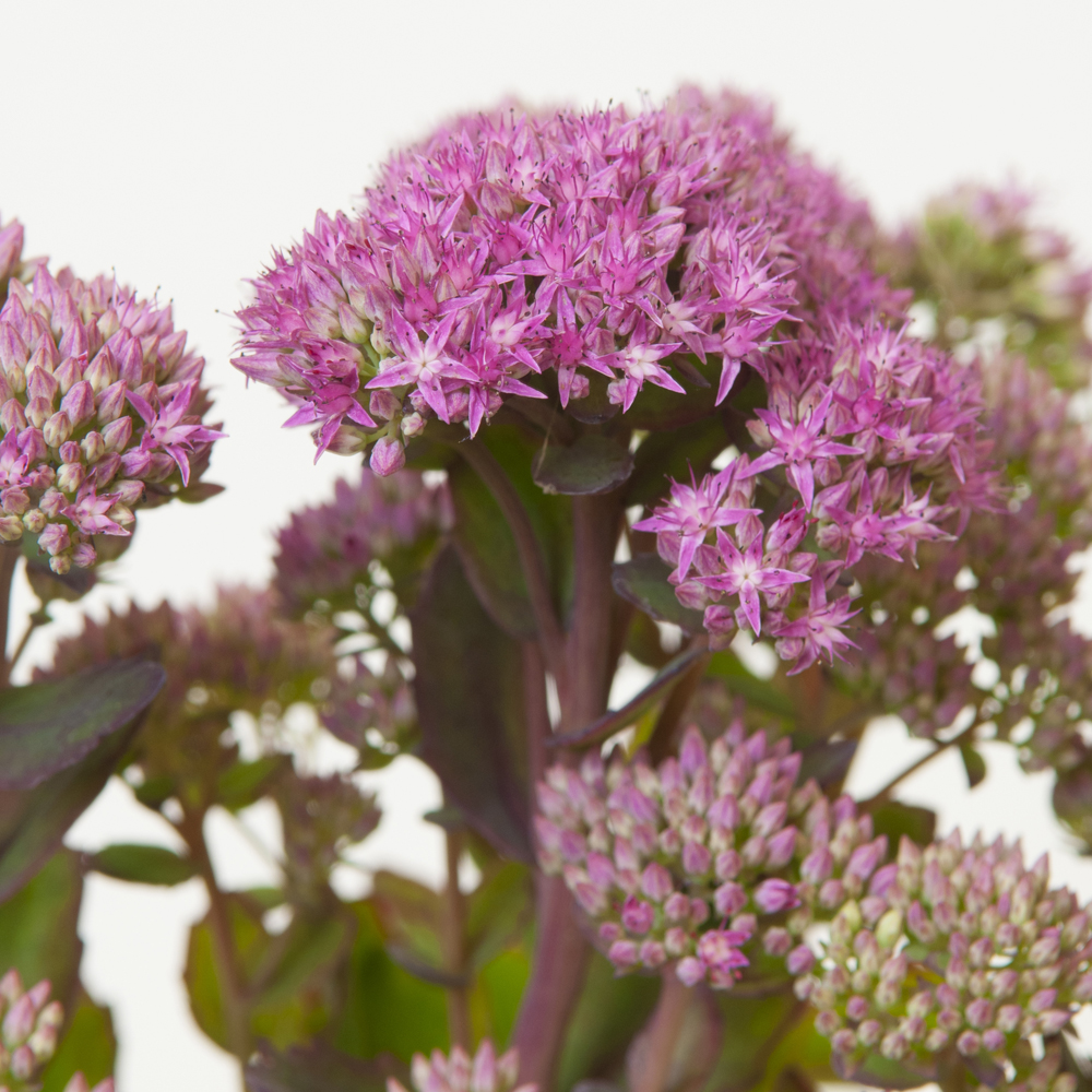 Sedum hybridum ‘Munstead Dark Red’ - Leafwise