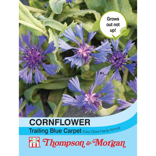 Thompson & Morgan Cornflower Trailing Blue Carpet Seeds