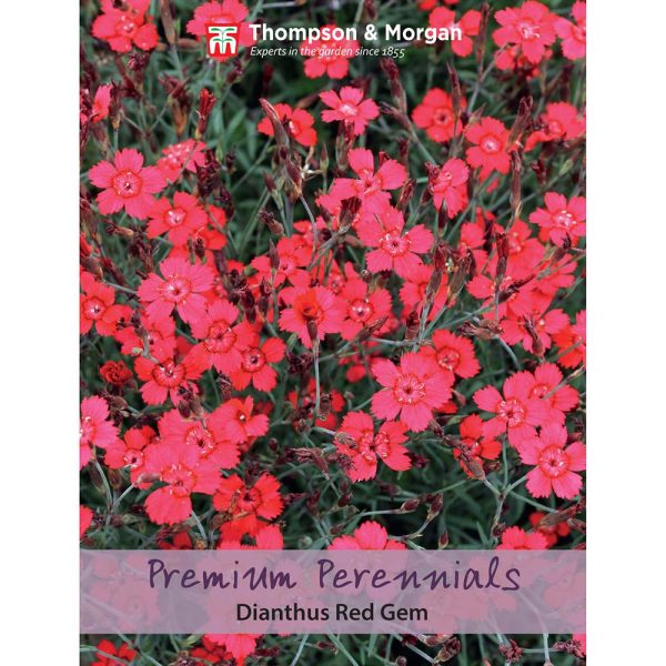 Thompson & Morgan Dianthus Red Gem