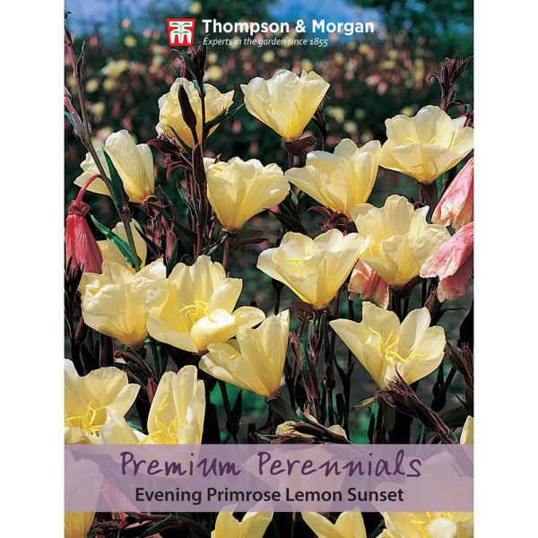 Thompson & Morgan Evening Primrose Lemon Sunset