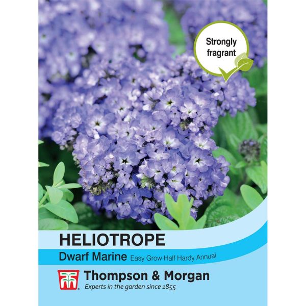 Thompson & Morgan Heliotropum Dwarf Marine Seeds