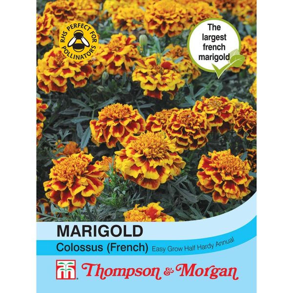 Thompson & Morgan Marigold Colossus Seeds